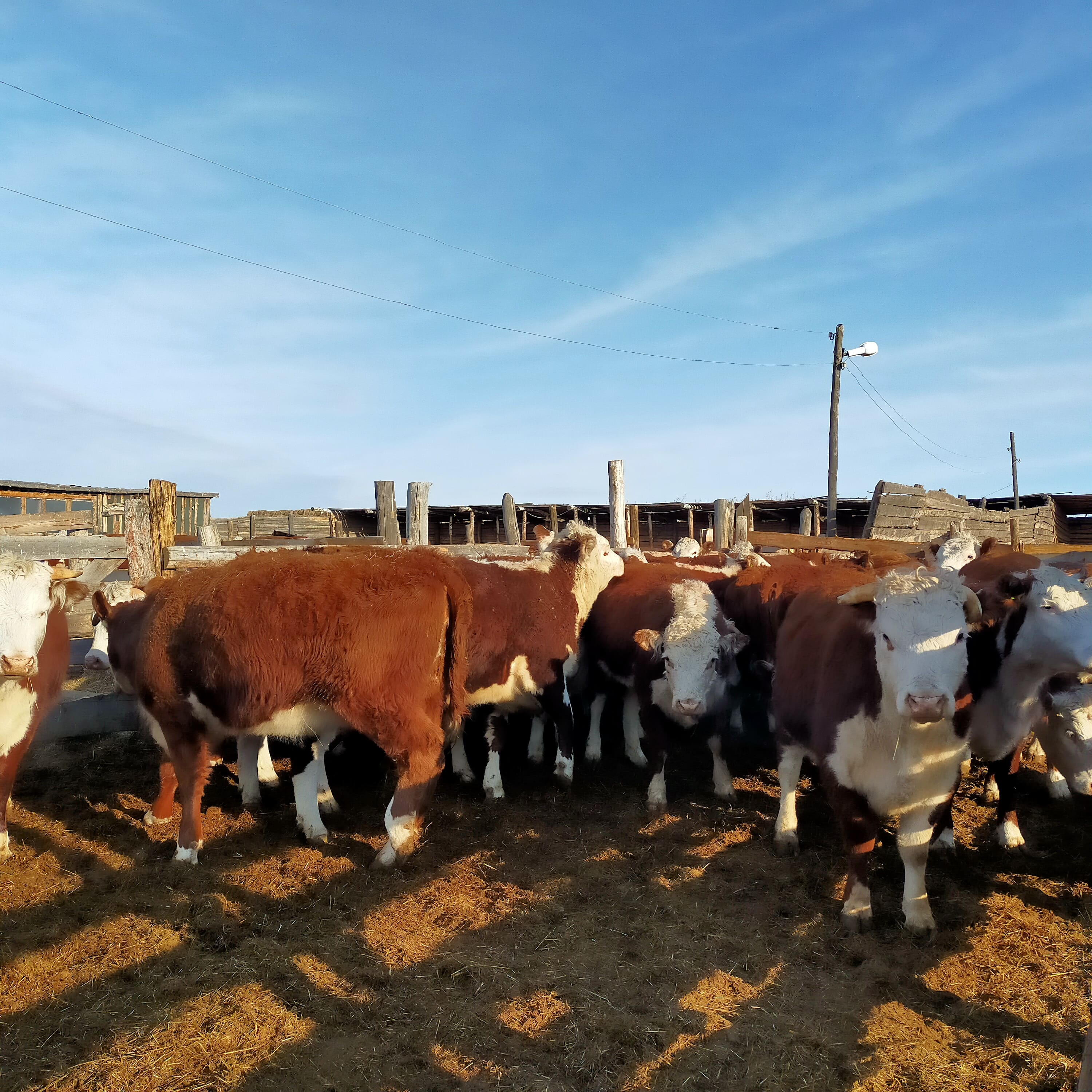 Улучшение генофонда в сельскохозяйственном предприятии ООО "Андриановский" Боградского района