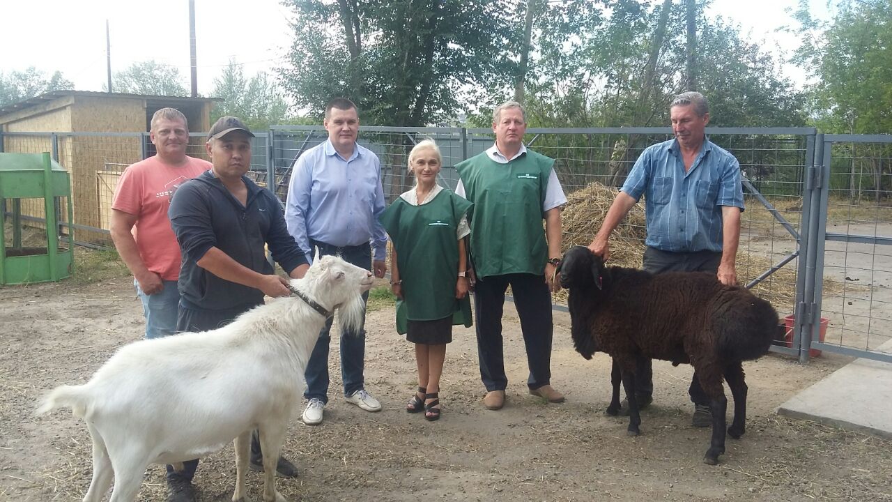 Оценка экстерьерных и племенных качеств МРС