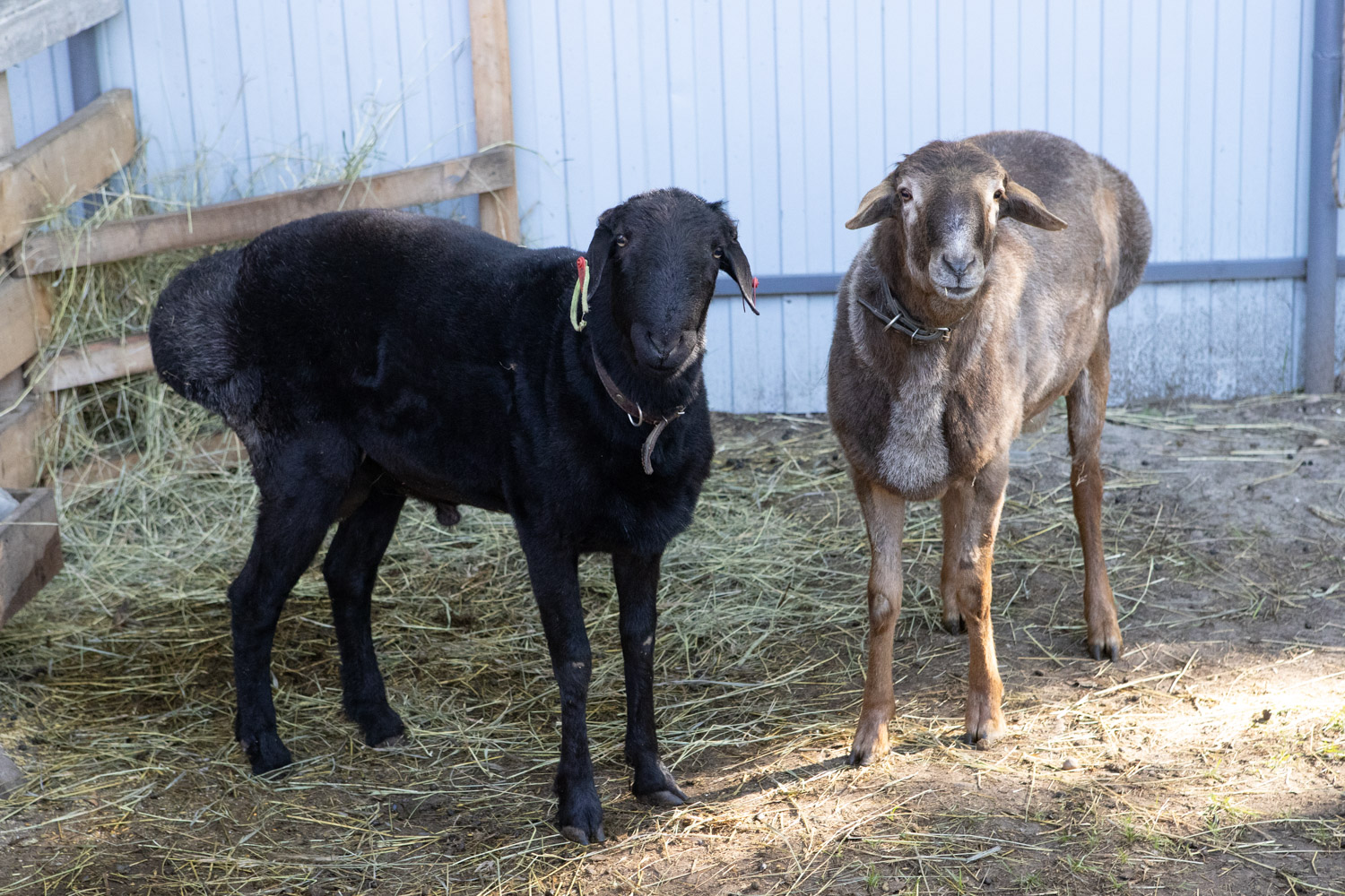 Миниатюра 10