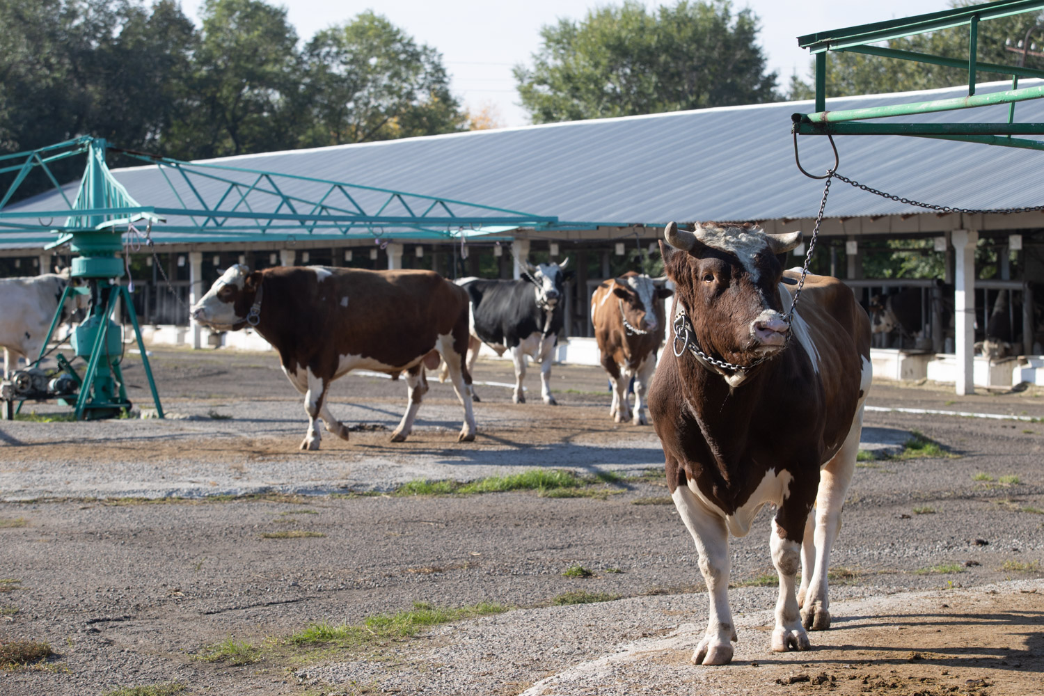 Миниатюра 12