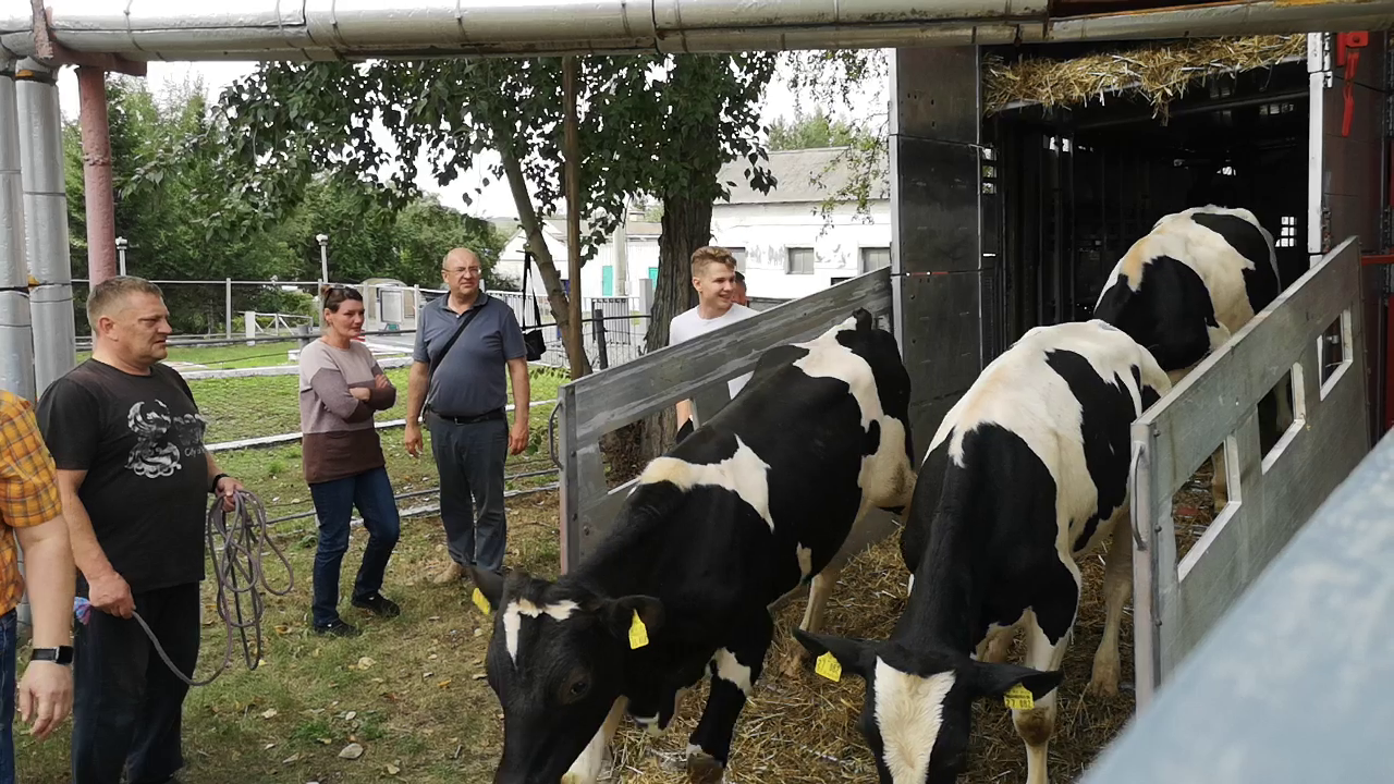 Поступление быков 2023