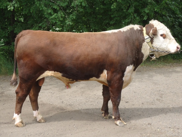 ТИГИРЕК 2295 АЛВ-238