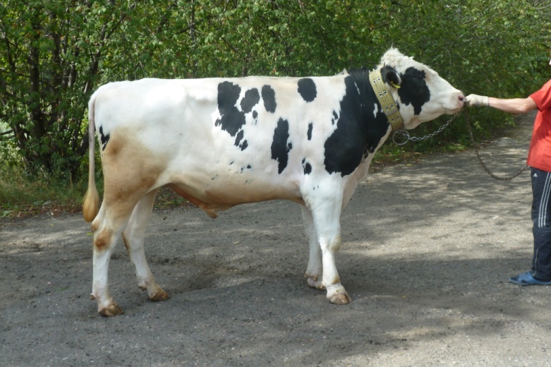 СЭР 1262 ET КСГФ-228