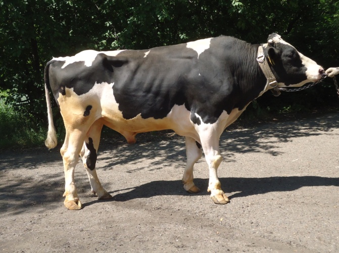 ОКЕАН 749 ET КСГФ-215