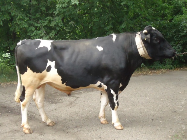 ШАРМ 951526 ET КСГФ-223