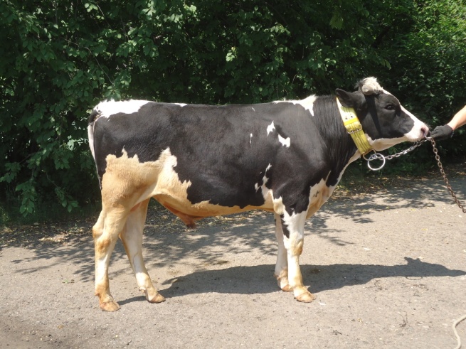 ВЕГАН 4666 КСЧП-236