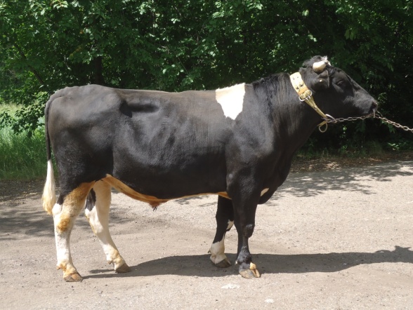 ОПЕЛЬ 31252 КСЧП-233