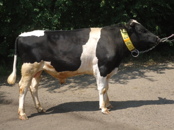 БАЗАЛЬТ 31361 КСЧП-237