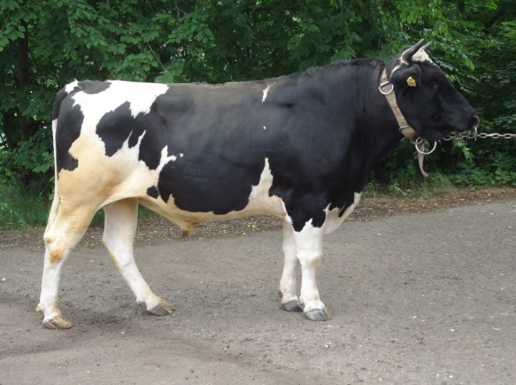 ДИЛЕР 311116 КСЧП-227