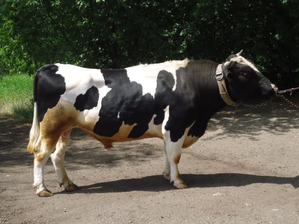 НАПОР 311111 КСЧП-234