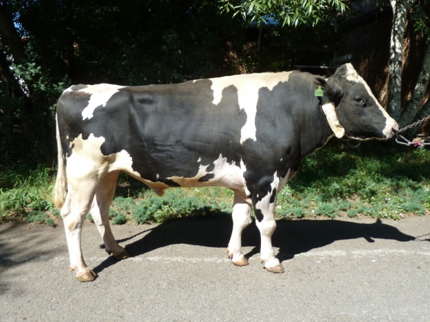 ПАРУС 1949 КСЧП-238