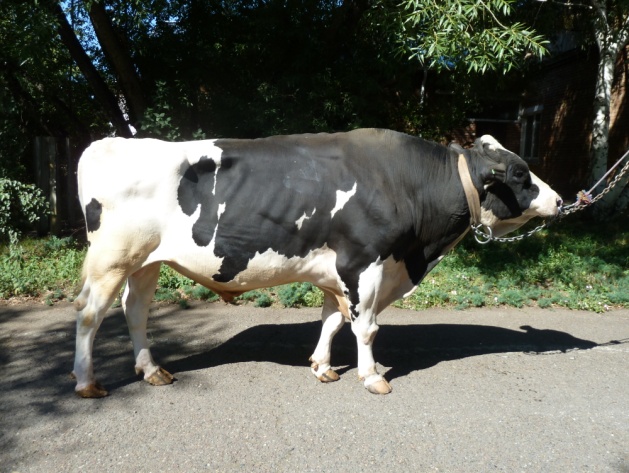 ФАГОТ 1587 НСЧП-1389