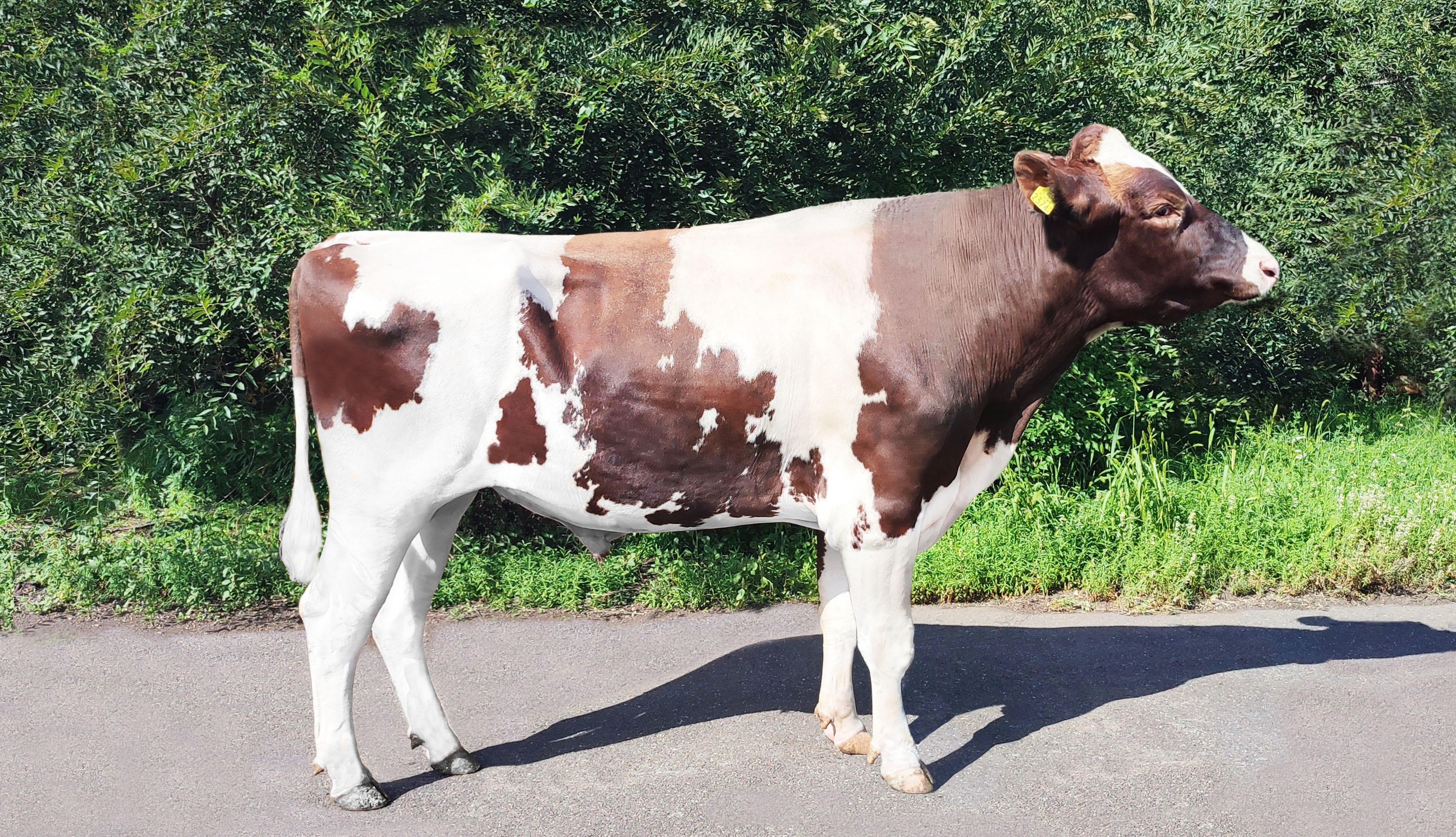 РИС РЕД 23748 ET