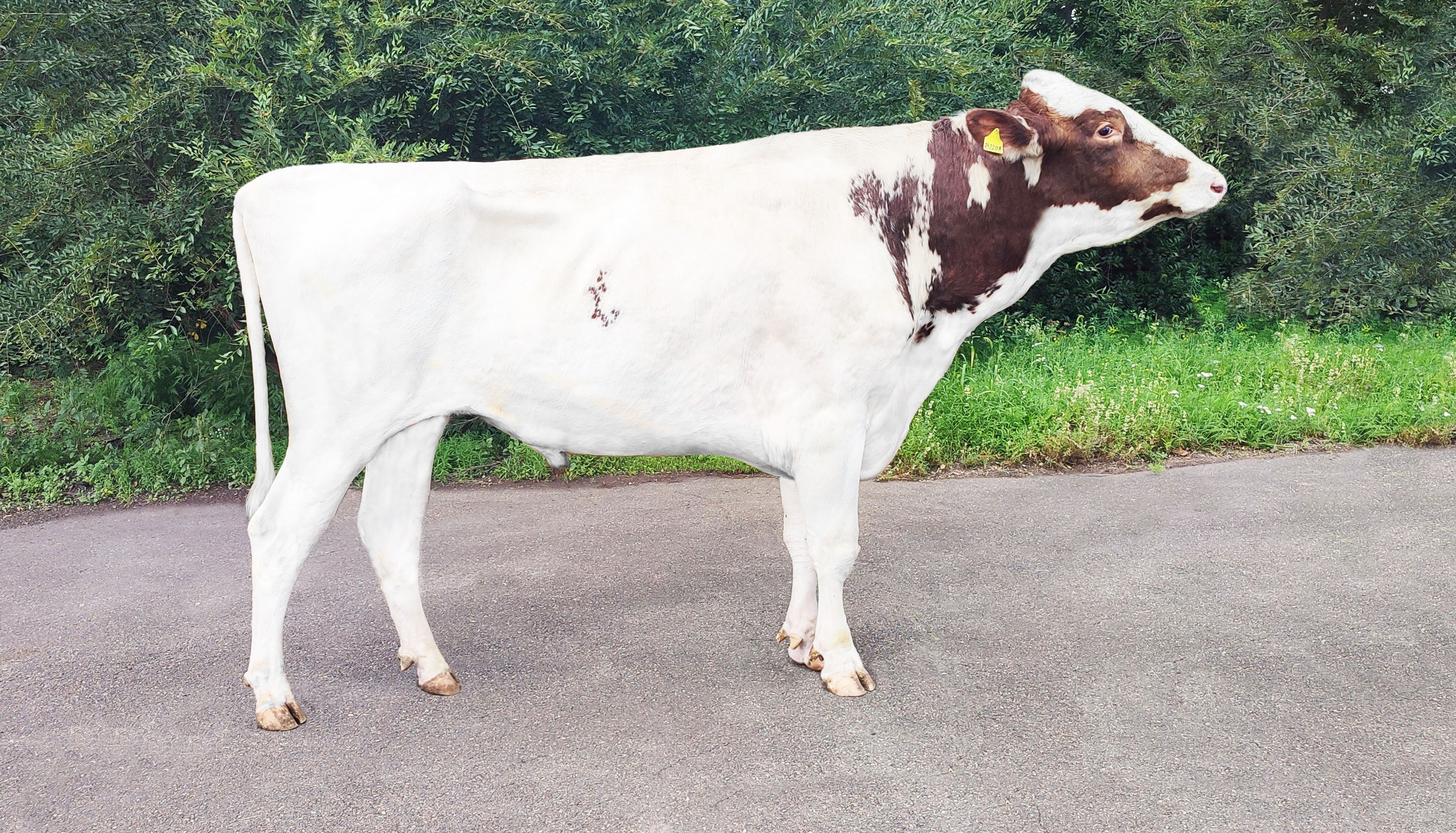 РУБИН 242207 ET