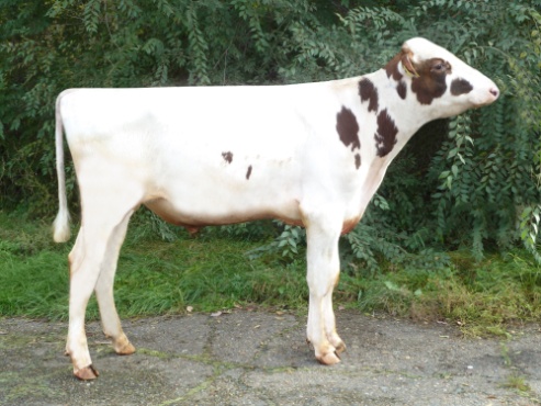 ШТОРМ 16262 ET КСГФ-305