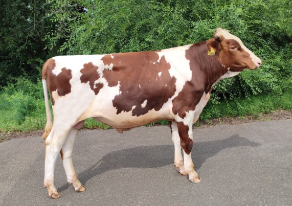 МАРКИЗ 242301 ET