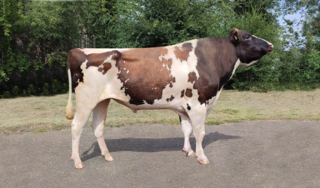 СОРЕНТО 72705