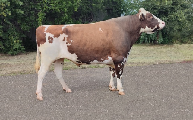 СПАРТАК 10983