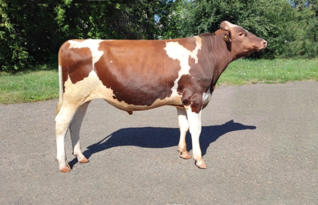 РАЛЬФ 242210 ET