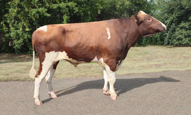 СОПРАНО 36325 ET