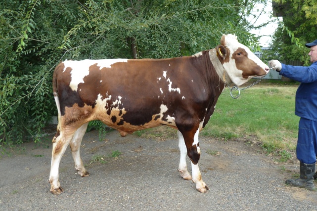 КАЛЬЯН 241807 ЕТ КСГФ-281