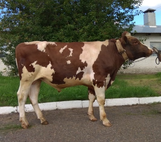 КЛАЙД 242001 ЕТ КСГФ-306