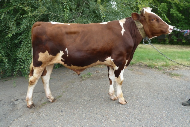 МАКСВЕЛ 241808 ЕТ КСГФ-282