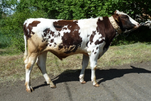 ЛЕЙБ 241703 ЕТ КСГФ-272