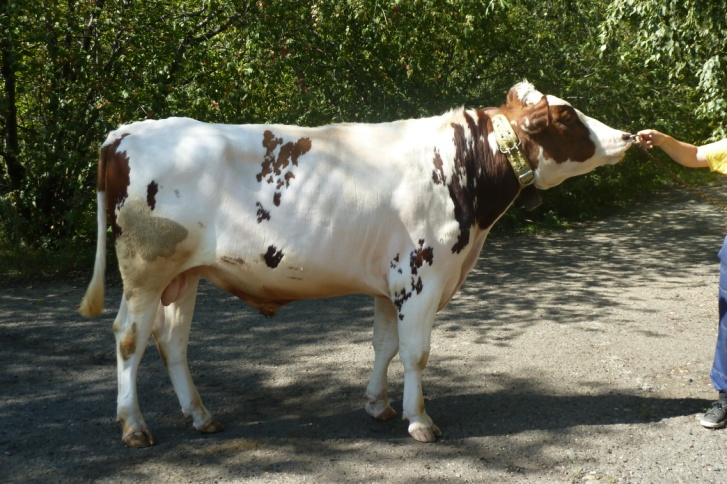 БИЗОН 1807 ET КСГФ-245