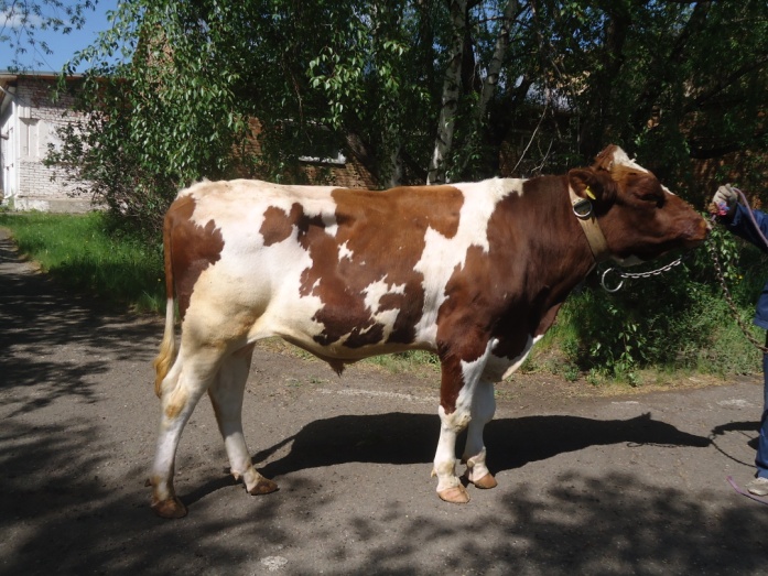 АДАМАНТ 5524 КСГФ-264