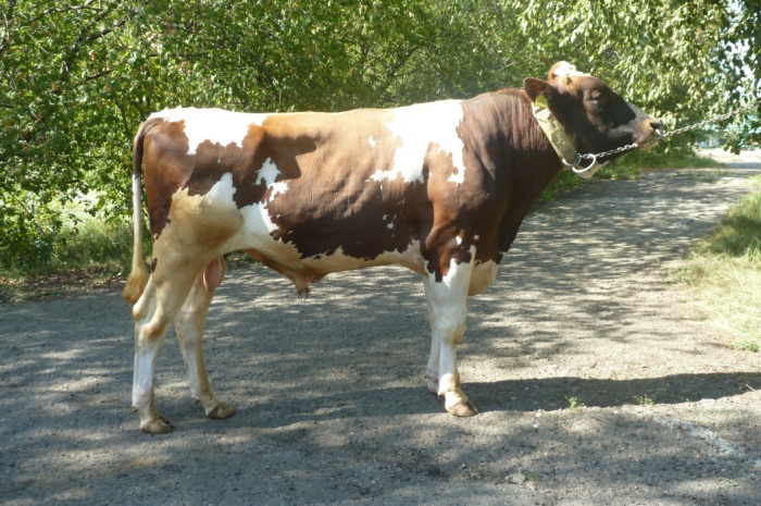 АРАМ 3225 ET КСГФ-238