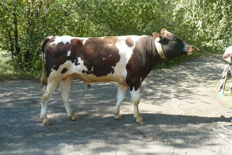 ШАХТЕР 4720 ET КСГФ-240