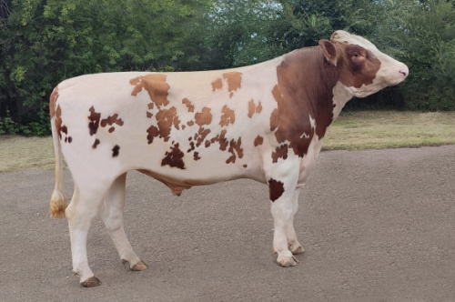 СИЛЬВЕР 242003