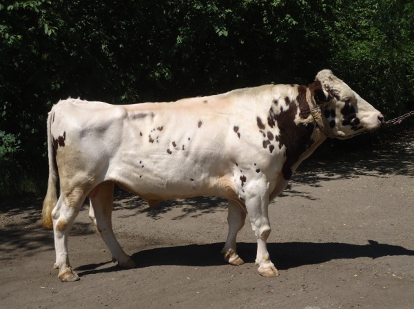 ФИАТ 1004 КСГФ-201