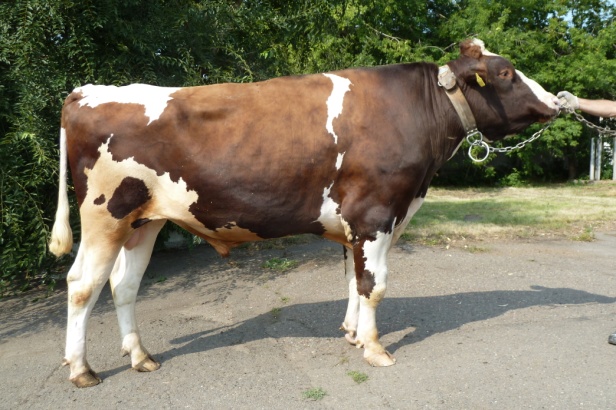 АКСЕЛЬ 79433 ET КСГФ-254