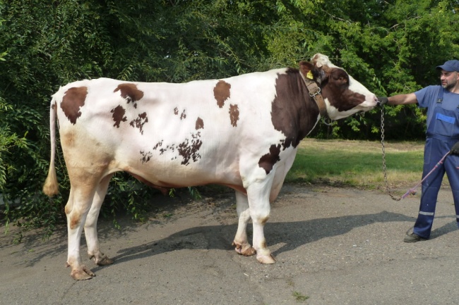 АВАЛОН 14715 КСГФ-271