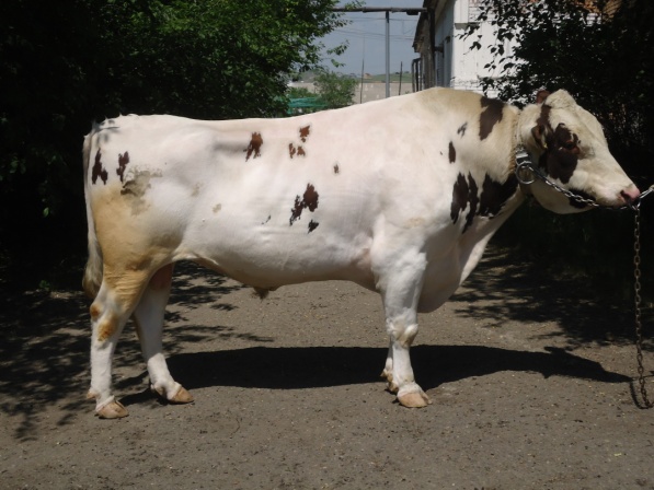 ВЕЛЕС 5417 КСГФ-208