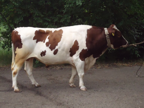 КОЗЫРЬ 1676 КСГФ-213