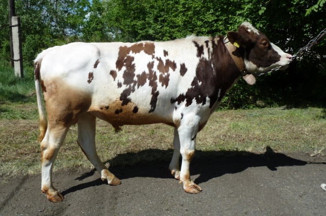 КИНГ 3851 КСГФ-249