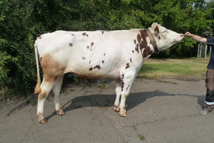 ДЖИМ 93821 ET КСГФ-251