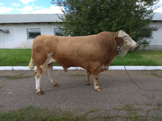 СЛАЙД 18683 КСС-1600