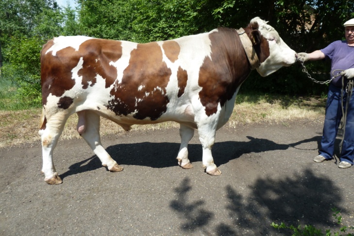 ТАРЗАН 389 КСС-1593