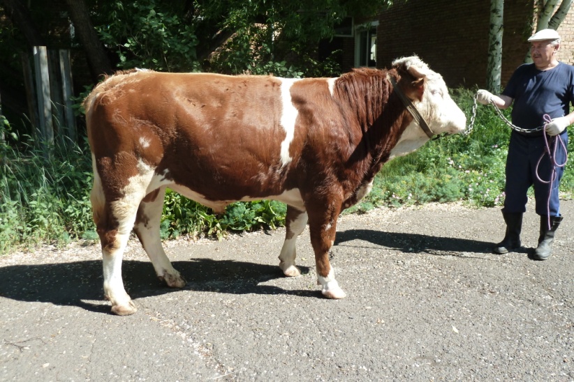 ОЛИМП 1397 КСС-1595