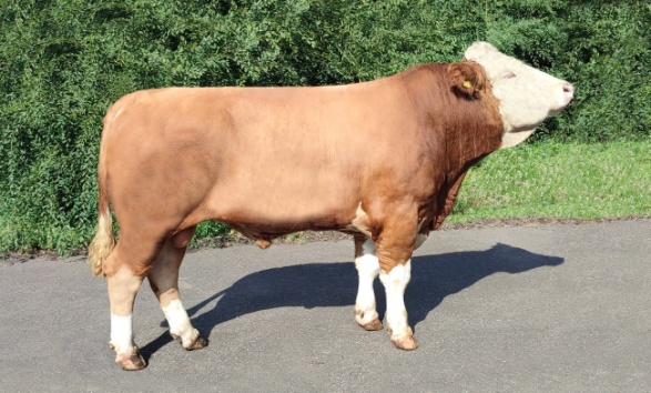 ВИНТЕРДРИМ 588 ET